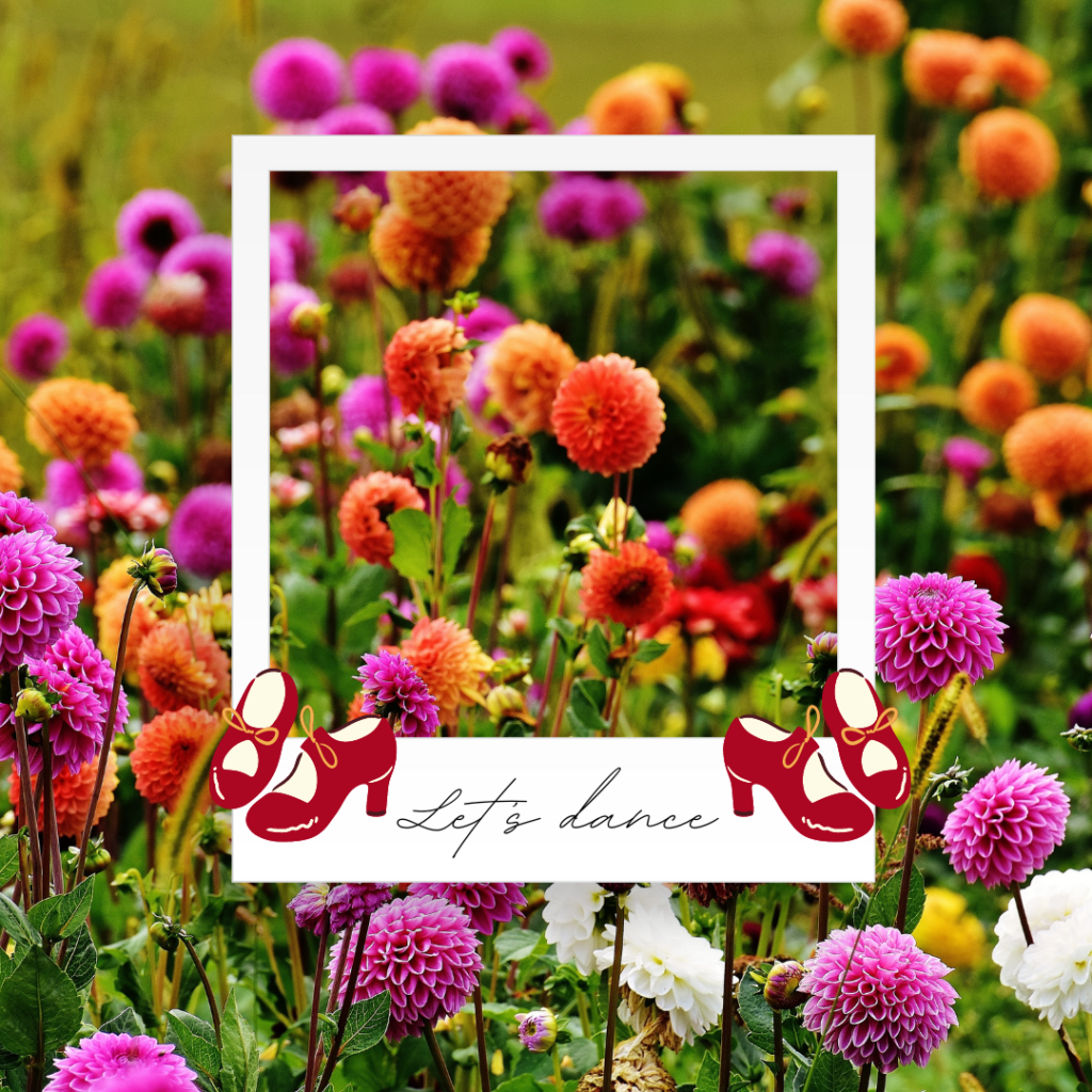 Dahlia Rosella heeft een zeer mooie grote bloem, met een roze kleur